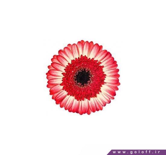 مدل گل - گل ژربرا مارمولادا - Gerbera | گل آف